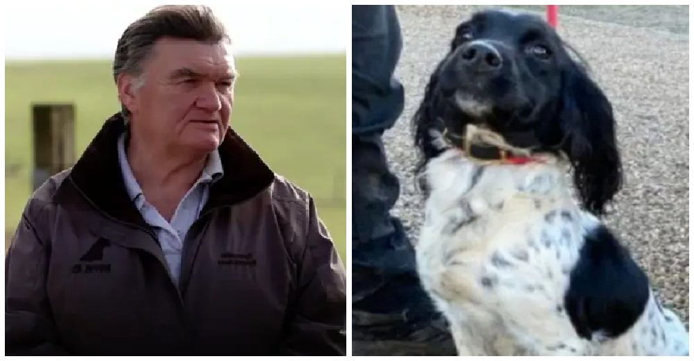 Mientras buscaba desesperado a sus mascotas robadas, halla 70 perritos en lamentable cautiverio Mientras buscaba desesperado a sus mascotas robadas, halla 70 perritos en lamentable cautiverio