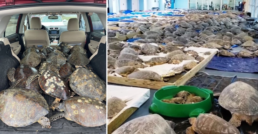 La gente se une a la fiebre de llenar sus vehículos con miles de tortugas marinas