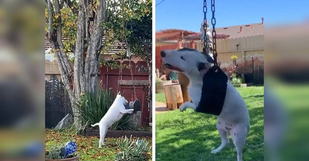 Graban a una perrita durante horas en el columpio del patio trasero Graban a una perrita durante horas en el columpio del patio trasero