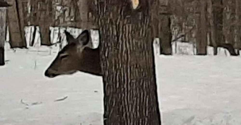 El truco de un venado para esconderse detrás de un árbol tiene a todo Internet desconcertado 