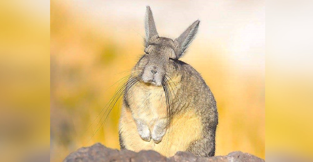 El raro roedor de 4 deditos que parece siempre estar agotado, aburrido y necesitando una siesta