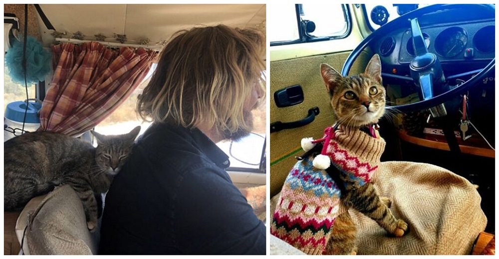 Llevan un año atrapados en otro país, se niegan a volver sin la gatita que rescataron Llevan un año atrapados en otro país, se niegan a volver sin la gatita que rescataron