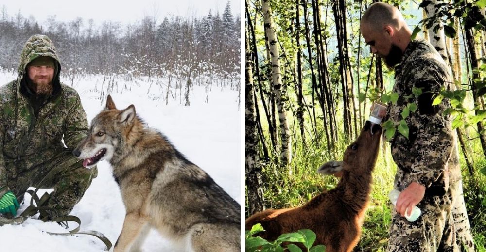 Soldado se retira a un bosque para cuidar de criaturas salvajes huérfanas por culpa de cazadores Soldado se retira a un bosque para cuidar de criaturas salvajes huérfanas por culpa de cazadores