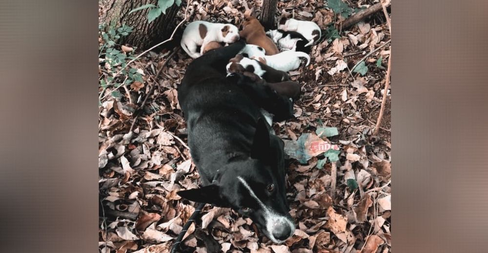 Yacía en un bosque desamparada y desnutrida mientras atendía a sus 11 cachorritos