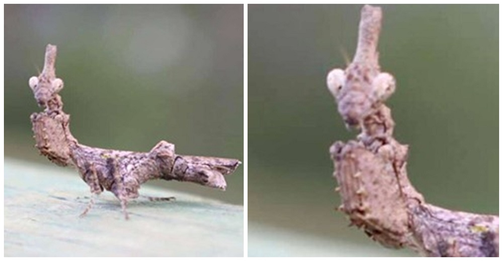 Misterioso animalito experto en camuflaje se queda desconcertado cuando un hombre lo descubre