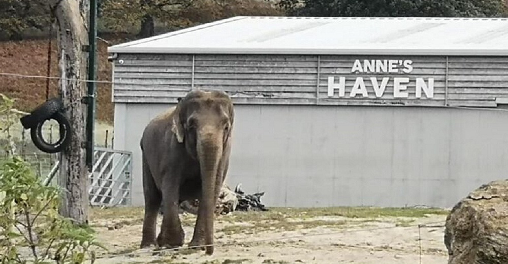 Rescatan al elefante que sufrió 55 años en un circo para trasladarlo a un horrible zoológico