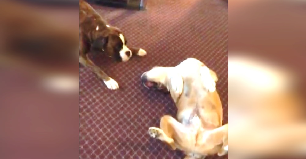Devastado perrito termina llorando después de la pesada broma de su mejor amigo Devastado perrito termina llorando después de la pesada broma de su mejor amigo