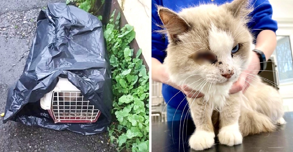 Adolorido gatito que perdió un ojo por la maldad de los humanos es lanzado sin más a la basura