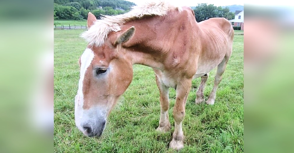 Dejan a un caballo desnutrido tras usarlo durante 30 años para trasladar carga pesada