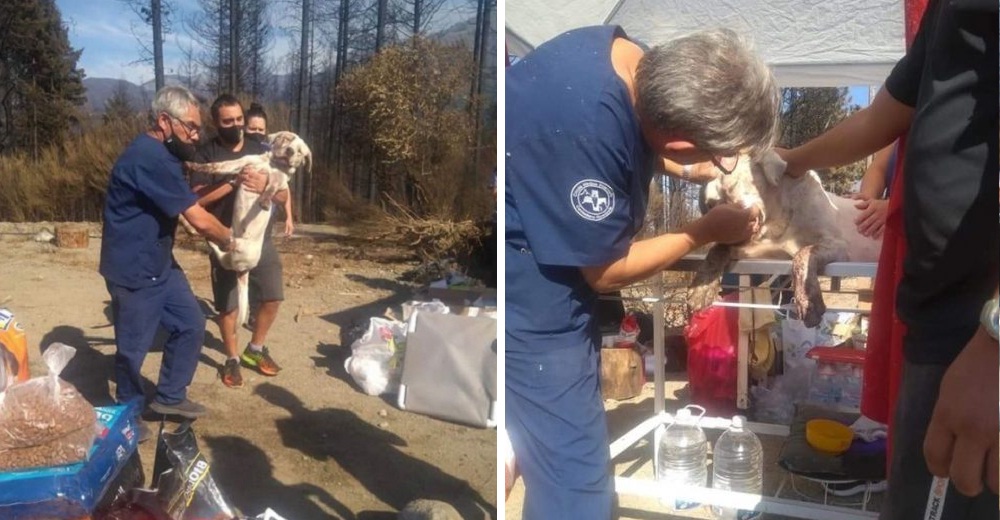 Cientos de animales dispersos luchaban por su vida en un incendio hasta que llegó su héroe