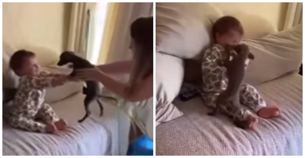 Dejan al perrito junto al bebé y la madre recibe miles de comentarios tras publicar el video Dejan al perrito junto al bebé y la madre recibe miles de comentarios tras publicar el video