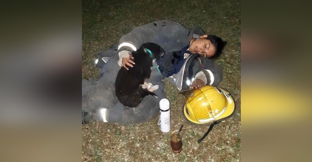 Captan a una bombera agotada que se quedó dormida junto al perro que salvó, él quiso consolarla