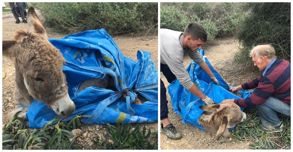 Burrito bebé que pasó 24 horas encerrado en una bolsa, recibe todo el amor antes de partir