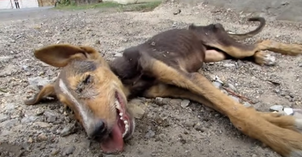 Perrita colapsa en la calle sin poder abrir los ojos ante la mirada impasible de muchos