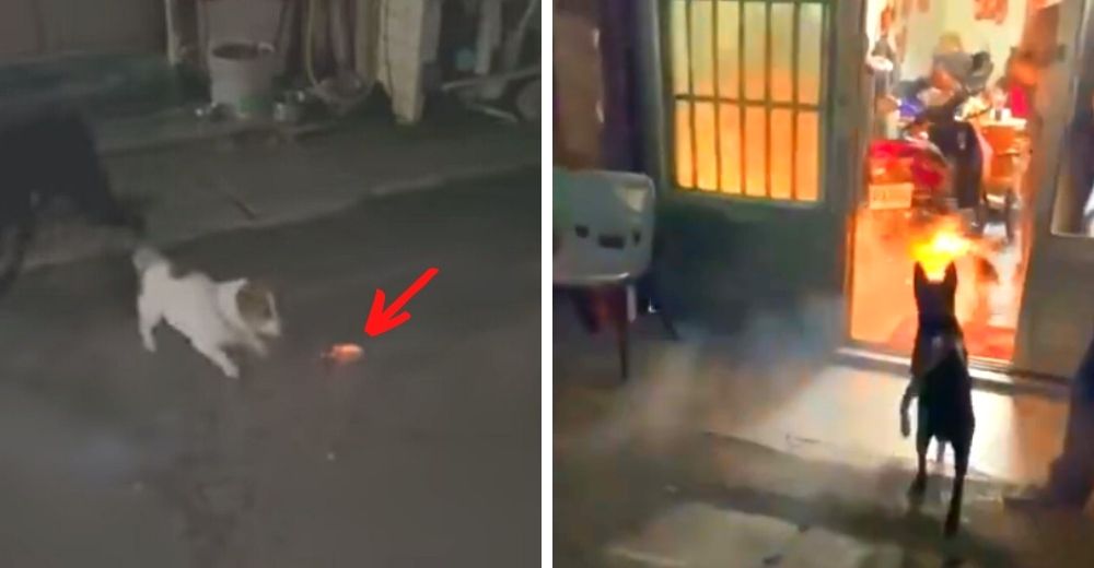 Señalan a la familia del perrito más fiel que luchó contra un petardo encendido en su hocico Señalan a la familia del perrito más fiel que luchó contra un petardo encendido en su hocico