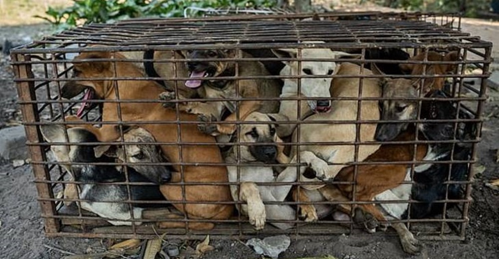 La Policía queda en shock tras interceptar un camión sospechoso, 61 perritos esperaban su final