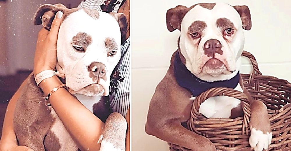 Una perrita que parece siempre estar malhumorada se convierte en una celebridad de las redes Una perrita que parece siempre estar malhumorada se convierte en una celebridad de las redes