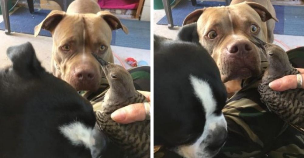 Pitbull preocupado lleva a su mamá el pajarito herido que encontró suplicando que lo salve