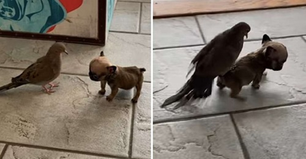 Graban a un diminuto cachorro ofreciéndole la espalda a su amiga para que pasee por la casa