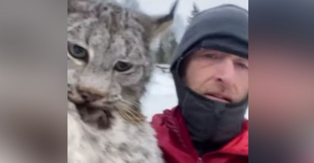 Granjero agarra por la nuca a un enorme lince para regañarlo por comerse sus gallinas