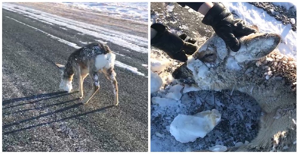 La nieve cubría su rostro y congeló sus músculos, creyó que iba a morir pero ocurrió un milagro