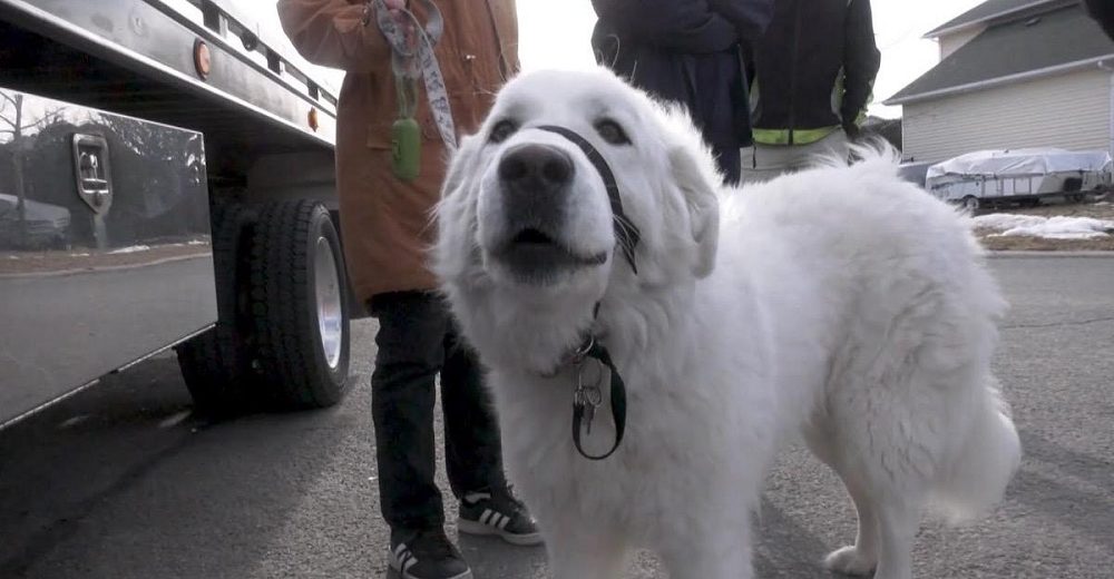 Perrita arma un plan de rescate para salvar a su dueña que se desplomó en media avenida