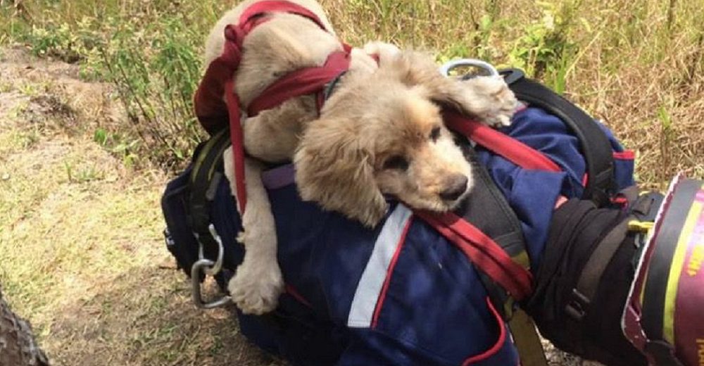 Perrito se aferró a la espalda de su héroe tras 24 horas de su familia haberlo llorado