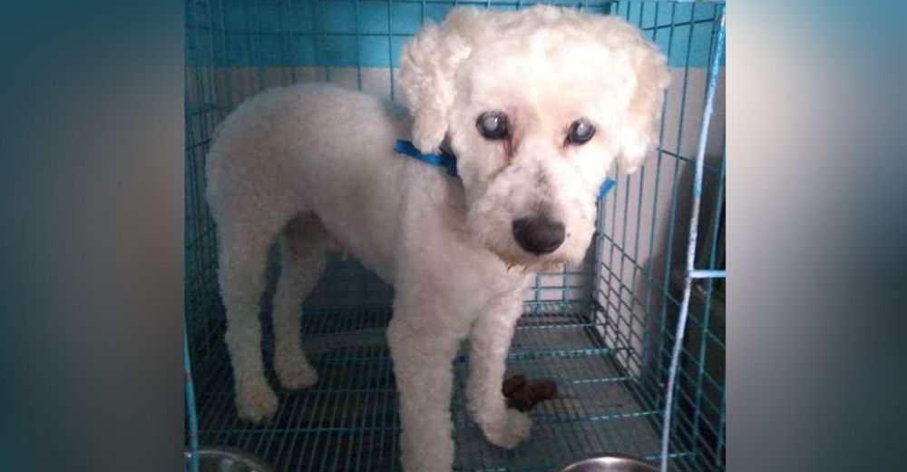 Mujer adopta un perrito ciego para ilusionarlo y a los pocos días lo abandona a su suerte Mujer adopta un perrito ciego para ilusionarlo y a los pocos días lo abandona a su suerte