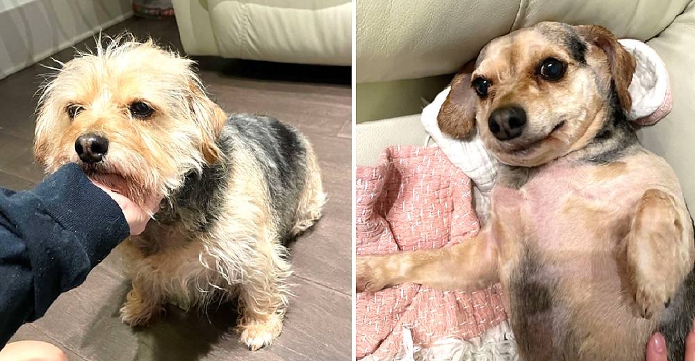 Una perrita queda en shock al descubrir su nuevo corte de pelo hecho por su dueña Una perrita queda en shock al descubrir su nuevo corte de pelo hecho por su dueña