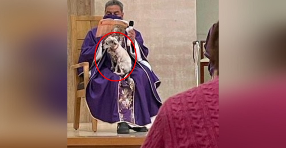 Señalan al sacerdote que dio la misa con su perrito enfermo en su regazo para no dejarlo solito