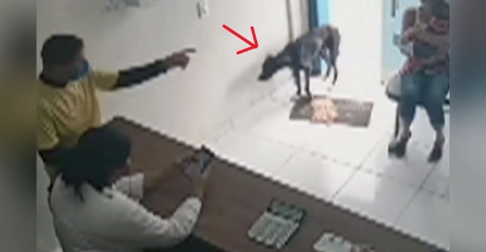 Graban al perro callejero herido que entró solito a una clínica veterinaria suplicando ayuda Graban al perro callejero herido que entró solito a una clínica veterinaria suplicando ayuda