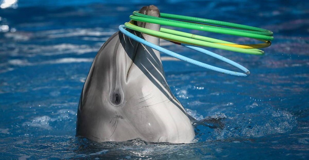 Nueva ley prohíbe por fin todo espectáculo con inocentes delfines en cautiverio