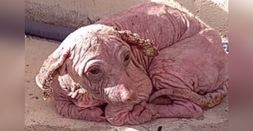 Esperaba su final carcomida por la tiña y la desesperanza, pero un milagro de amor la salvó Esperaba su final carcomida por la tiña y la desesperanza, pero un milagro de amor la salvó