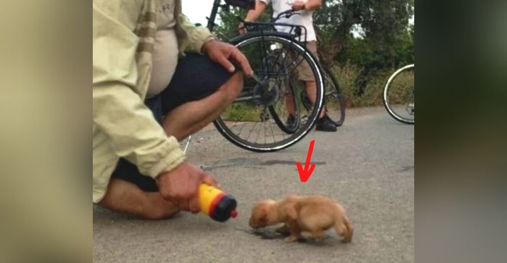 Un grupo de ciclistas halla a un débil cachorrito que fue abandonado a la orilla de la carretera