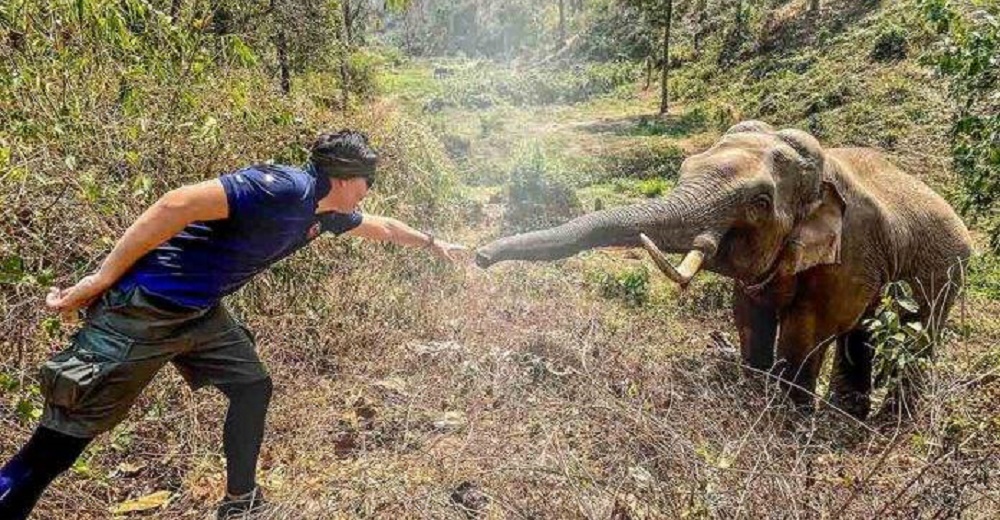 Un elefante reconoce al veterinario que lo salvó cuando estaba a punto de morir hace 12 años