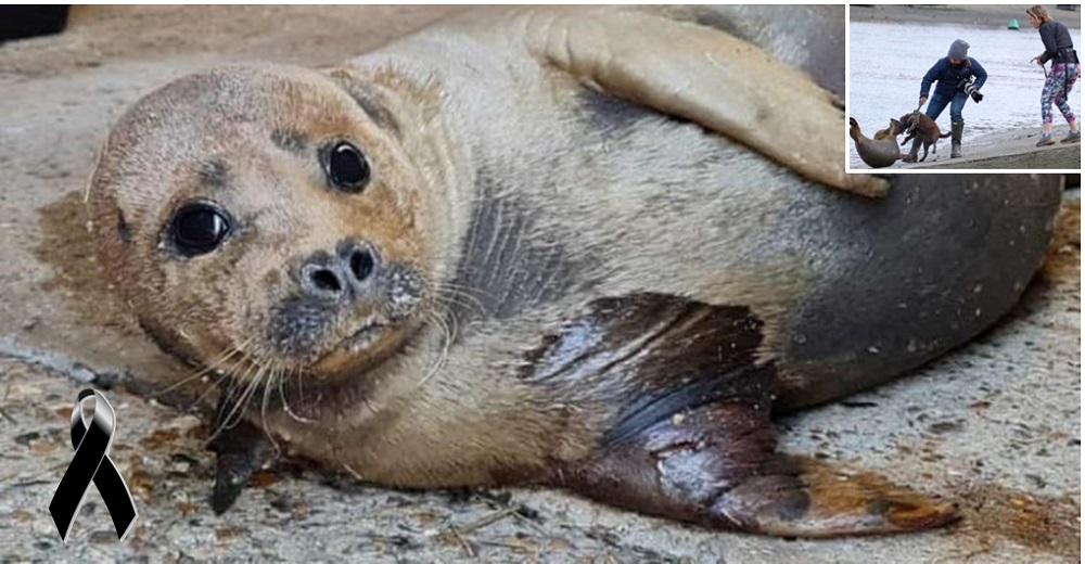 Sale a pasear con su perro y la señalan por la triste muerte de la foca tan querida por todos