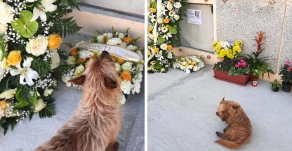 Perrito camina 3 kilómetros diarios para ir a visitar la tumba de su amado cuidador