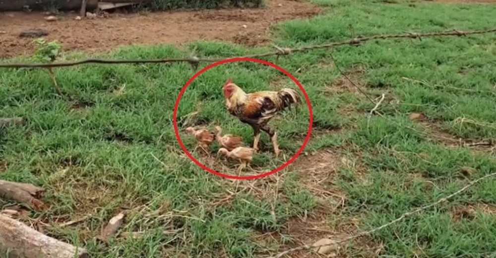 Un gallo se convierte en el papá del año tras la muerte de su pareja