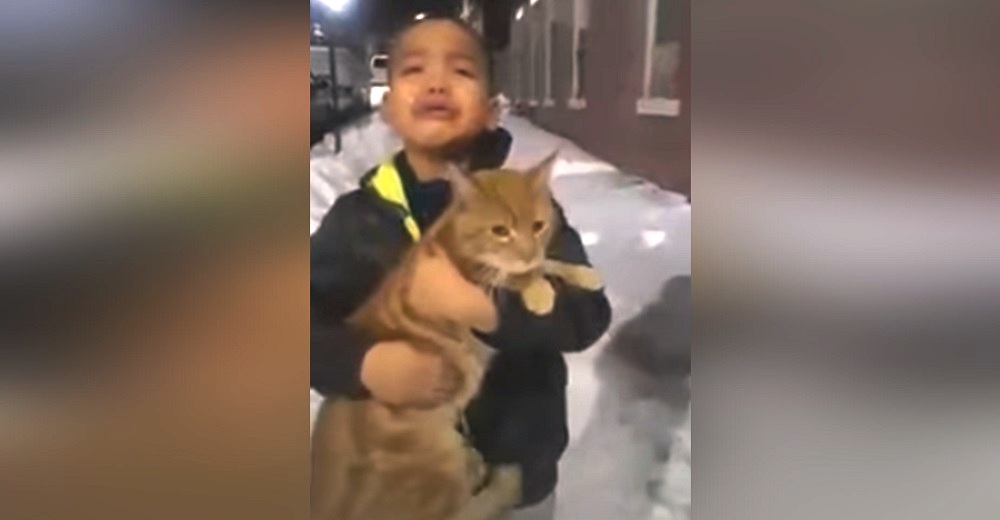 “¡Suéltalo Andrés, es de la calle!” – Niño llora rogando a su mamá rescatar al gato que encontró “¡Suéltalo Andrés, es de la calle!” – Niño llora rogando a su mamá rescatar al gato que encontró