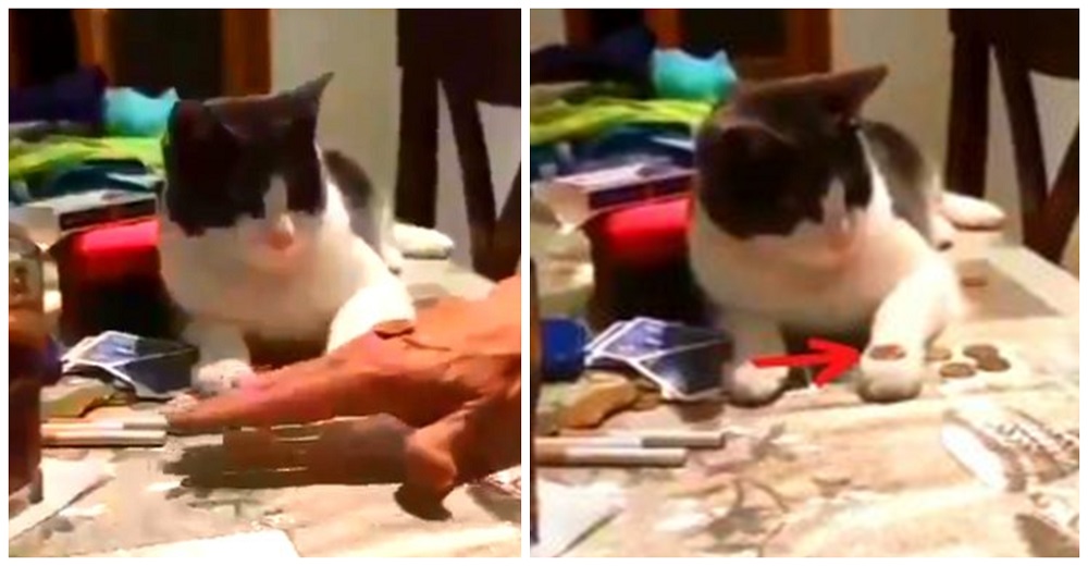Difunden el video de un gatito después de que aprendiera en dos segundos el truco de la moneda Difunden el video de un gatito después de que aprendiera en dos segundos el truco de la moneda