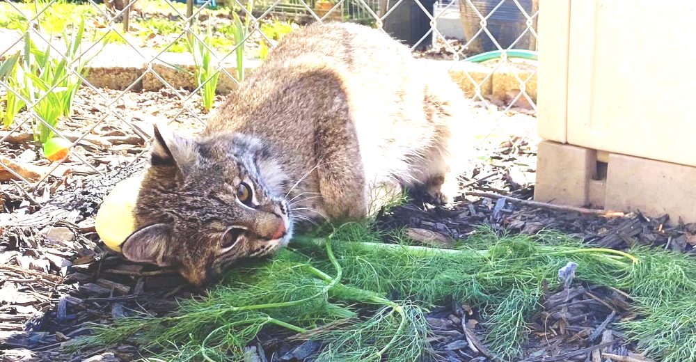 Domestican a una gata montés salvada de la muerte, tiempo después desconcierta por su «instinto»