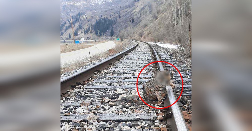 Maquinistas detienen el tren por salvar una criatura congelada y reciben un llamado de su jefe Maquinistas detienen el tren por salvar una criatura congelada y reciben un llamado de su jefe
