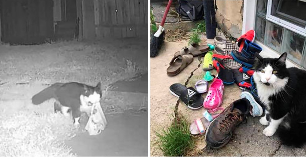 Mujer comprueba que su gato se ha estado robando los zapatos de decenas de vecinos