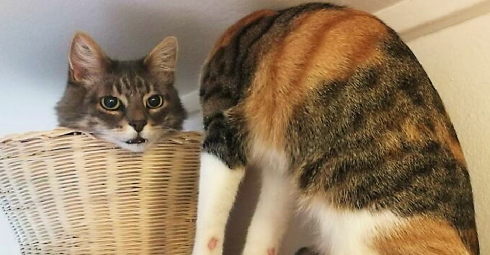 Nadie logra descifrar al gatito posando con la cabeza separada de su cuerpo y se hace viral Nadie logra descifrar al gatito posando con la cabeza separada de su cuerpo y se hace viral