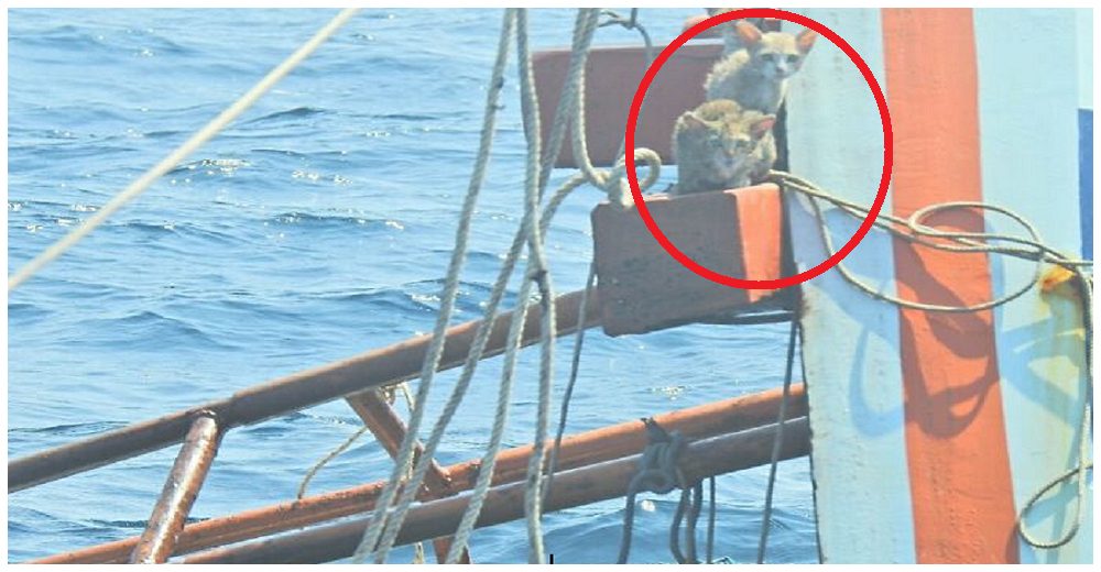 Pescador se lanza al agua para salvar a los gatitos que suplicaban ayuda en un barco en llamas