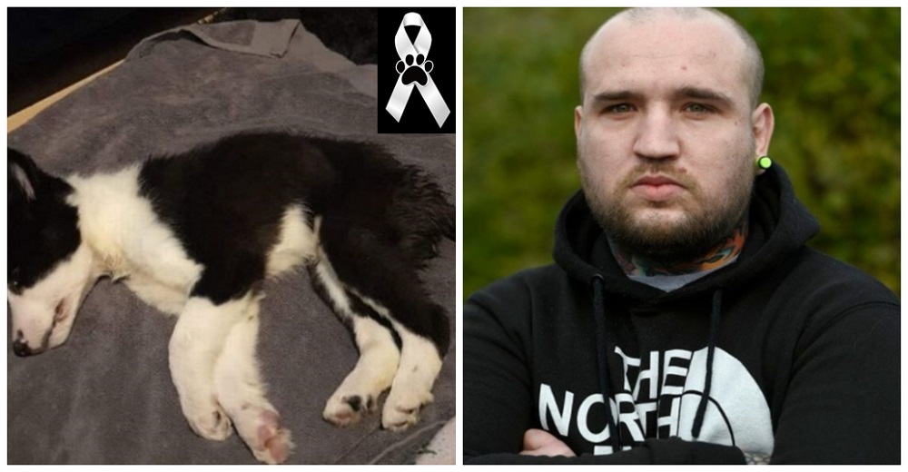 Padre enfermo le compra un perrito a su hija y el cachorrito muere 6 horas después en sus brazos