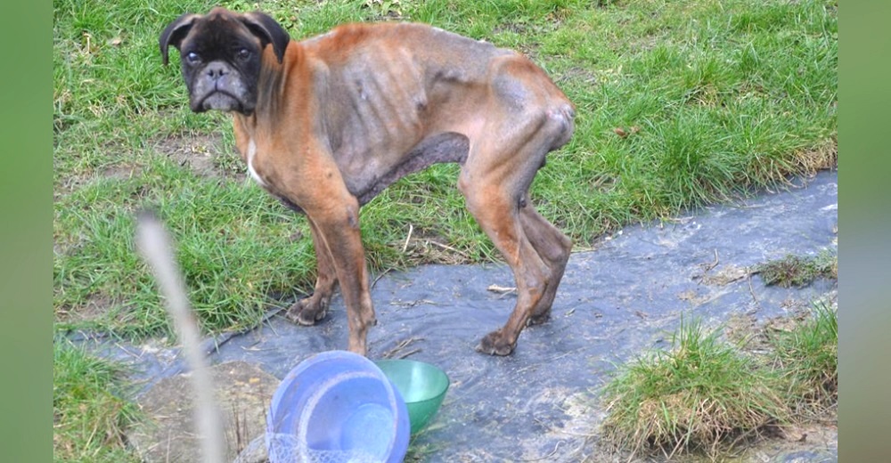 Los vecinos lo llaman «esqueleto con patas» tras la muerte de su dueño, pero nadie lo ayuda