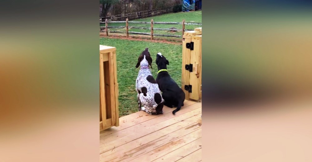 Cachorro pitbull aprende a «hablar» como su hermano mayor porque realmente quiere ser como él Cachorro pitbull aprende a «hablar» como su hermano mayor porque realmente quiere ser como él