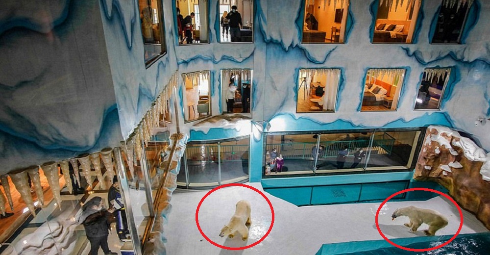 Resignados a sufrir, 2 osos polares viven encerrados en un hotel para entretener a los huéspedes