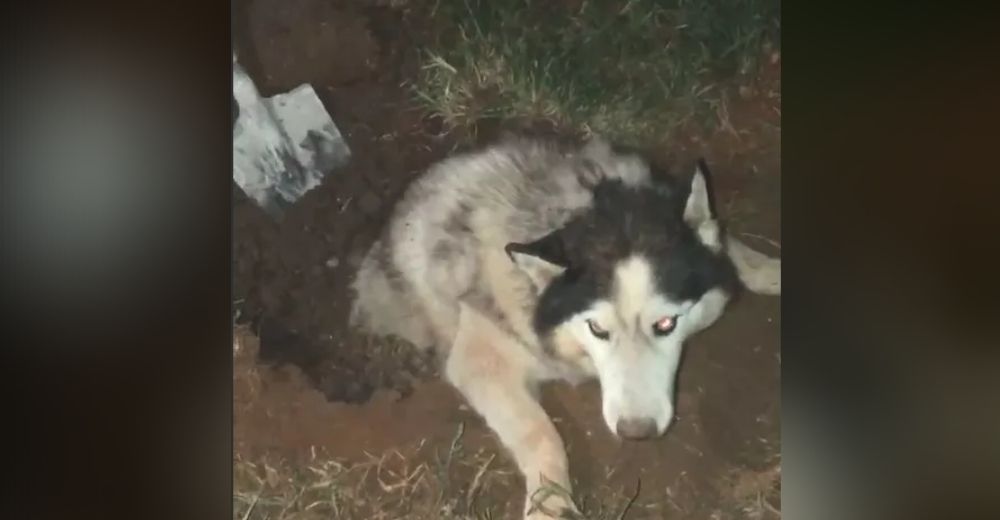 Malvados ladrones sotierran vivo al perrito guardián que luchó para que no robaran su casa Malvados ladrones sotierran vivo al perrito guardián que luchó para que no robaran su casa